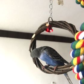 Bird Standing Frame Rattan Ring Chewing Toy Bird Cage (Option: About 15cm in ziplock bags)